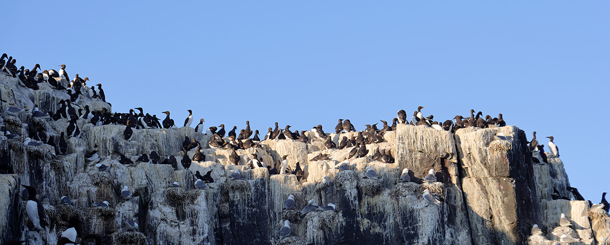 Naar de Farne Islands